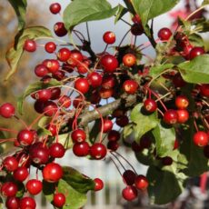 5038838022685 1 Malus Brevipes Wedding Bouquet 12l.jpg